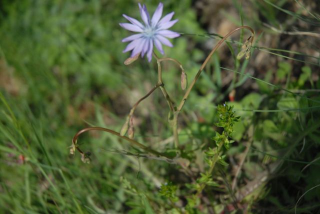 Lactuca perennis